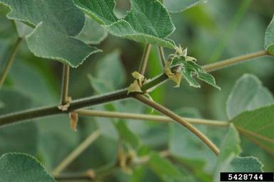 paper-mulberry, Broussonetia papyrifera  (Urticales: Moraceae) - 5428744