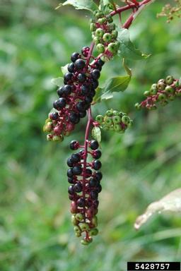 common pokeweed, Phytolacca americana  (Caryophyllales: Phytolaccaceae) - 5428757