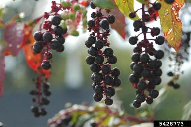 common pokeweed, Phytolacca americana  (Caryophyllales: Phytolaccaceae) - 5428773