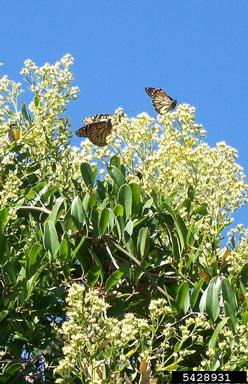 monarch butterfly, Danaus plexippus  (Lepidoptera: Nymphalidae) - 5428931