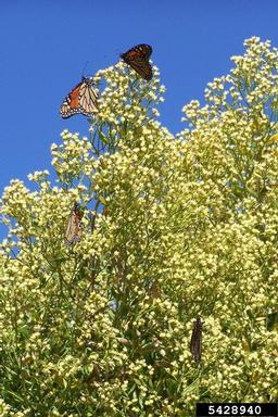 monarch butterfly, Danaus plexippus  (Lepidoptera: Nymphalidae) - 5428940