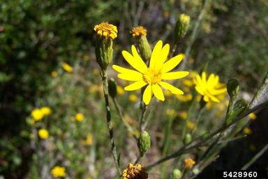 silk-grass, Pityopsis graminifolia  (Asterales: Asteraceae) - 5428960
