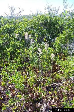 largeleaf jointweed, Polygonella macrophylla  (Polygonales: Polygonaceae) - 5428979