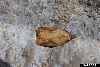 ginger button, Acleris aspersana  (Lepidoptera: Tortricidae) - 5429004