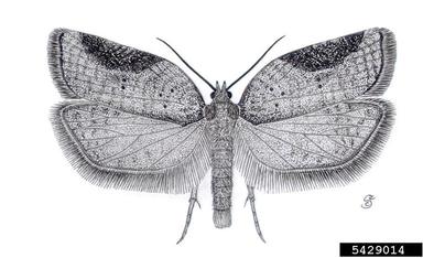 Tortricid moth, Acleris laterana  (Lepidoptera: Tortricidae) - 5429014