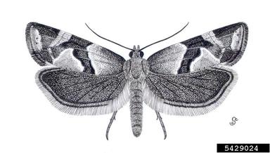 Tortricid moth, Aethes triangulana  (Lepidoptera: Tortricidae) - 5429024