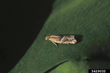 strawberry leafroller, Ancylis comptana  (Lepidoptera: Tortricidae) - 5429032