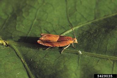 red roller, Ancylis mitterbacheriana  (Lepidoptera: Tortricidae) - 5429035