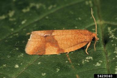 Tortricid moth, Aphelia ferrugana  (Lepidoptera: Tortricidae) - 5429040