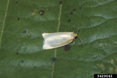 timothy tortrix, Aphelia paleana  (Lepidoptera: Tortricidae) - 5429042