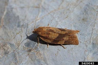 bilberry tortrix, Aphelia viburnana  (Lepidoptera: Tortricidae) - 5429043