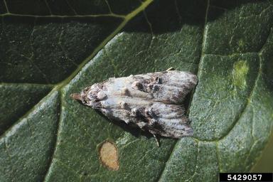 peach fruit moth, Carposina scirrhosella  (Lepidoptera: Carposinidae) - 5429057
