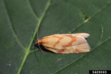 Tortricid moth, Clepsis pallidana  (Lepidoptera: Tortricidae) - 5429063