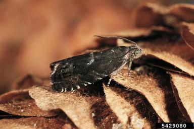 Tortricid moth, Cydia indivisa  (Lepidoptera: Tortricidae) - 5429080