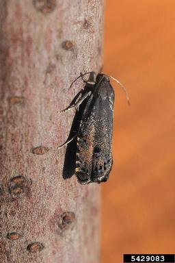 larch gall moth, Cydia milleniana  (Lepidoptera: Tortricidae) - 5429083