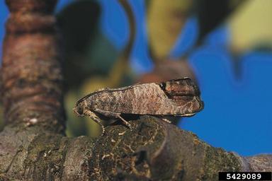 codling moth, Cydia pomonella  (Lepidoptera: Tortricidae) - 5429089