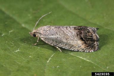 nut fruit tortix, Cydia splendana  (Lepidoptera: Tortricidae) - 5429095