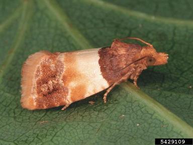 Tortricid moth, Epinotia festivana  (Lepidoptera: Tortricidae) - 5429109