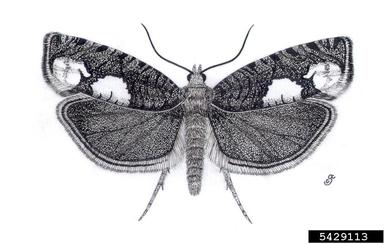Tortricid moth, Epinotia trigonella  (Lepidoptera: Tortricidae) - 5429113
