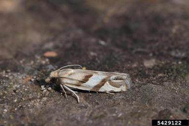 Tortricid moth, Eucosma pupillana  (Lepidoptera: Tortricidae) - 5429122