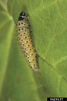 plum tortrix, Hedya pruniana  (Lepidoptera: Tortricidae) - 5429137