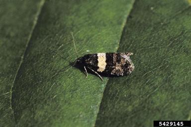 Tortricid moth, Isotrias hybridana  (Lepidoptera: Tortricidae) - 5429145
