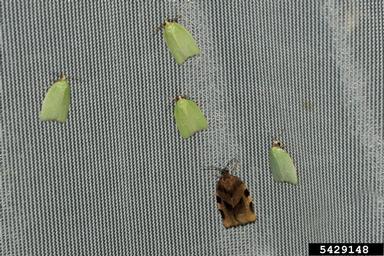 European oak leaf roller, Tortrix viridana  (Lepidoptera: Tortricidae) - 5429148