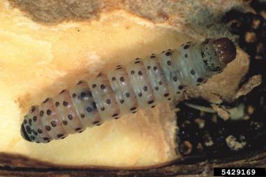 chestnut leafroller, Pammene fasciana  (Lepidoptera: Tortricidae) - 5429169