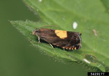 regl piercer, Pammene regiana  (Lepidoptera: Tortricidae) - 5429177