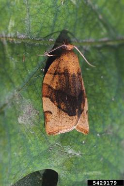 barred fruit-tree tortrix, Pandemis cerasana  (Lepidoptera: Tortricidae) - 5429179