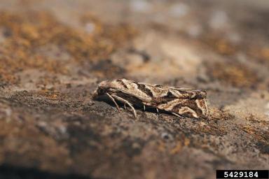 Tortricid moth, Pelochrista arabescana  (Lepidoptera: Tortricidae) - 5429184