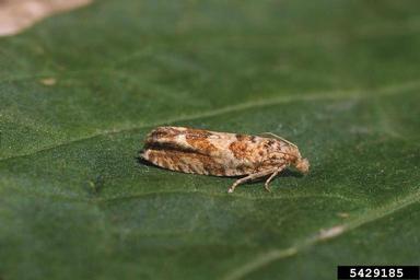 Tortricid moth, Pelochrista hepatariana  (Lepidoptera: Tortricidae) - 5429185