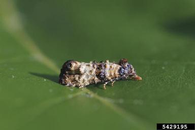 Tortricid moth, Phtheochroa pulvillana  (Lepidoptera: Tortricidae) - 5429195