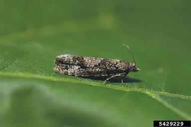 larch bud moth, Zeiraphera griseana  (Lepidoptera: Tortricidae) - 5429229