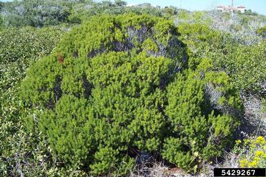 sand heath, Ceratiola ericoides  (Ericales: Empetraceae) - 5429267