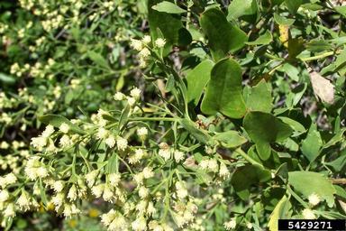 eastern baccharis, Baccharis halimifolia  (Asterales: Asteraceae) - 5429271