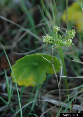 coastal plain pennywort, Hydrocotyle bonariensis  (Apiales: Apiaceae) - 5429373