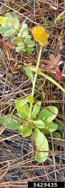 orange milkwort, Polygala lutea  (Polygalales: Polygalaceae) - 5429435
