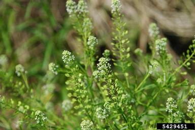 shepherd's-purse, Capsella bursa-pastoris  (Capparales: Brassicaceae) - 5429451