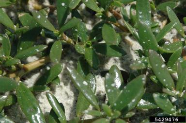 portulacaria, Portulacaria spp.  (Caryophyllales: Portulacaceae) - 5429476