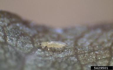 chilli thrips (Scirtothrips dorsalis ) on rose (Rosa spp. ) - 5429501
