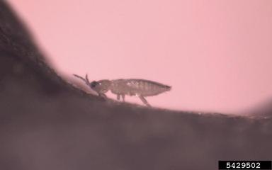 chilli thrips (Scirtothrips dorsalis ) on rose (Rosa spp. ) - 5429502