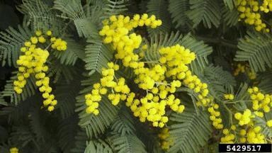 silver wattle, Acacia dealbata  (Fabales: Fabaceae (Leguminosae)) - 5429517