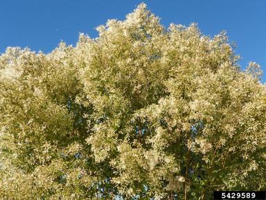 eastern baccharis, Baccharis halimifolia  (Asterales: Asteraceae) - 5429589