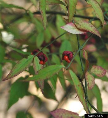 bursting-heart, Euonymus americanus  (Celastrales: Celastraceae) - 5429615