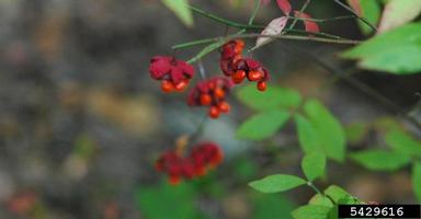 bursting-heart, Euonymus americanus  (Celastrales: Celastraceae) - 5429616