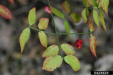 bursting-heart, Euonymus americanus  (Celastrales: Celastraceae) - 5429620