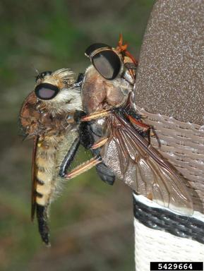 robber flies,    (Diptera: Asilidae) - 5429664