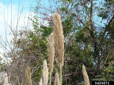 giant reed, Arundo donax  (Cyperales: Poaceae) - 5429671