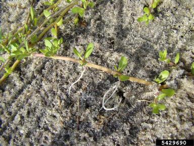Monnier waterhyssop, Bacopa monnieri  (Scrophulariales: Scrophulariaceae) - 5429690